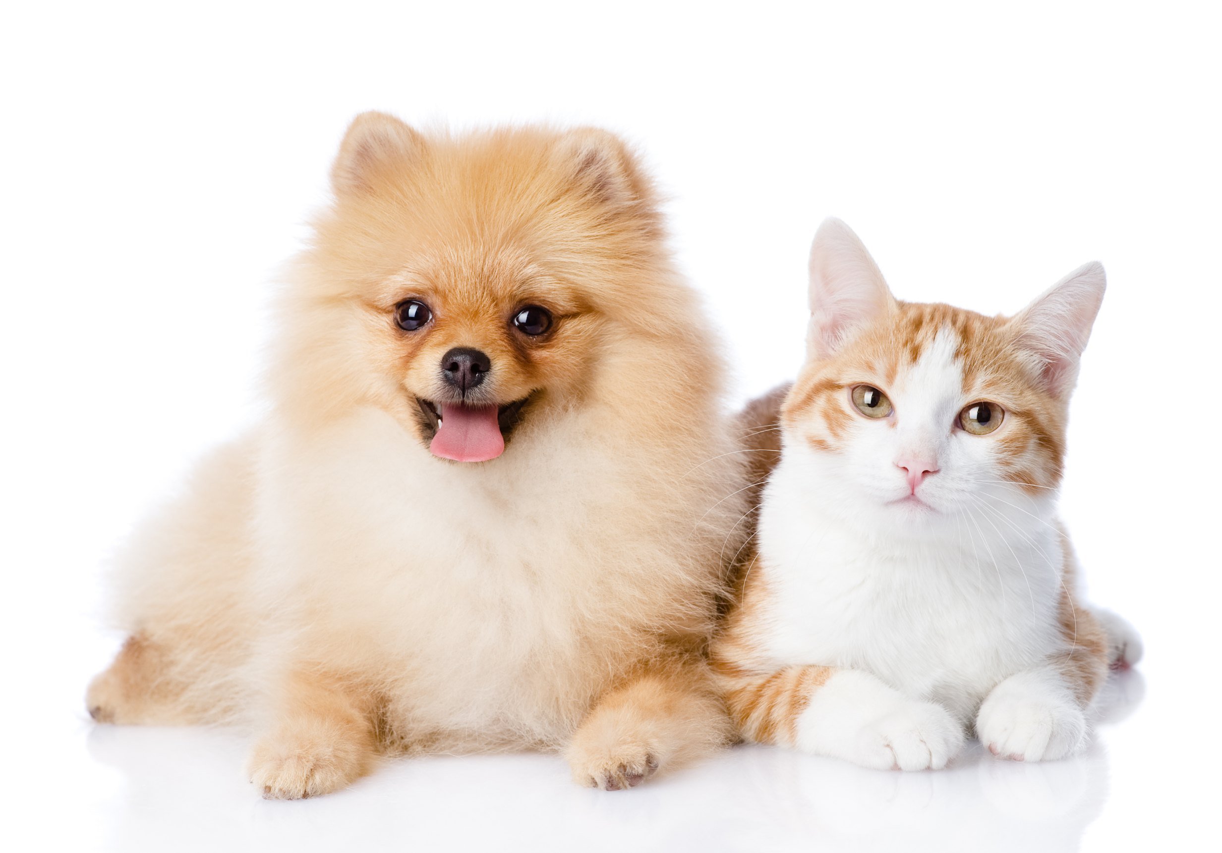 orange cat and spitz dog together