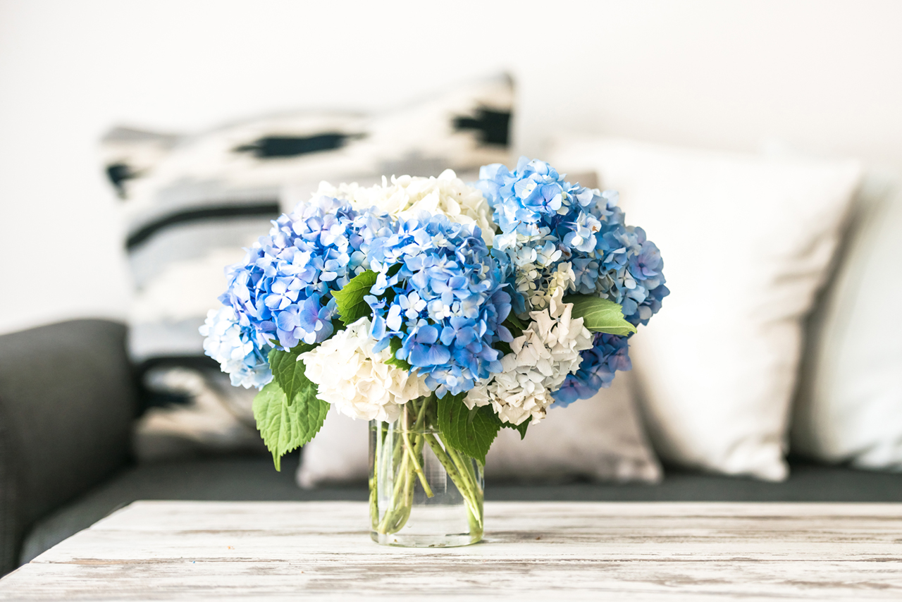 Bouquet of hortensia flowers on modern wooden coffee table and cozy sofa with pillows. Living room interior and home decor concept